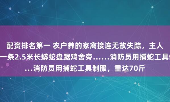 配资排名第一 农户养的家禽接连无故失踪，主人寻找时吓一跳，一条2.5米长蟒蛇盘踞鸡舍旁……消防员用捕蛇工具制服，重达70斤